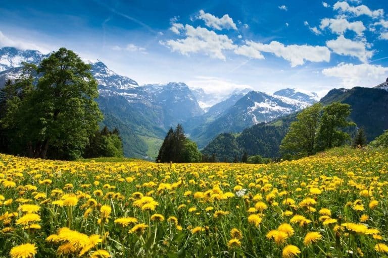 A field of wildflowers in Switzerland