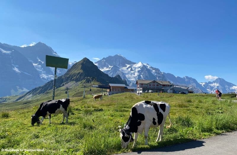 Cows grazing at Mannlichen